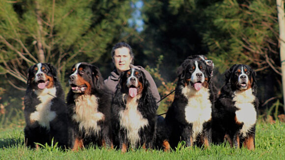 ¿Quieres perro y no tienes experiencia? Estas son las razas ideales para primerizos con las mascotas