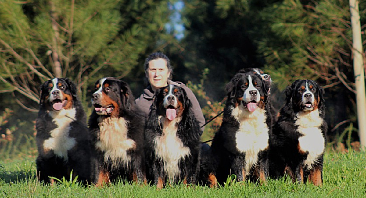 Razas de perros ideales para dueños primerizos
