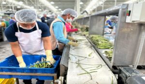 Sagarhpa presume liderazgo de Sonora a nivel nacional en producción agroalimentaria