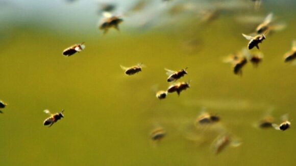 Emergencia en Morelos: Enjambre de abejas atacan a 100 personas en telesecundaria de Cuautla