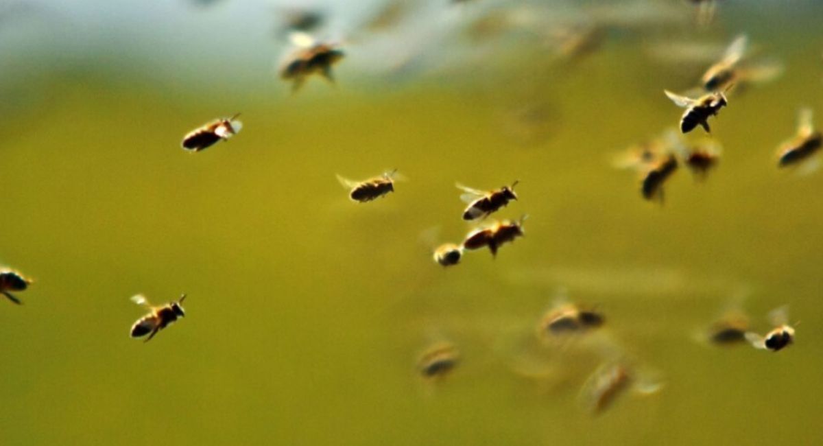Evacúan telesecundaria en Cuautla tras ataque de abejas; nueve fueron hospitalizados