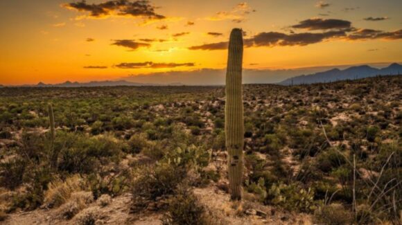 Clima HOY en Sonora: ¿Qué municipios alcanzarán las temperaturas más altas este martes 19 de mayo?