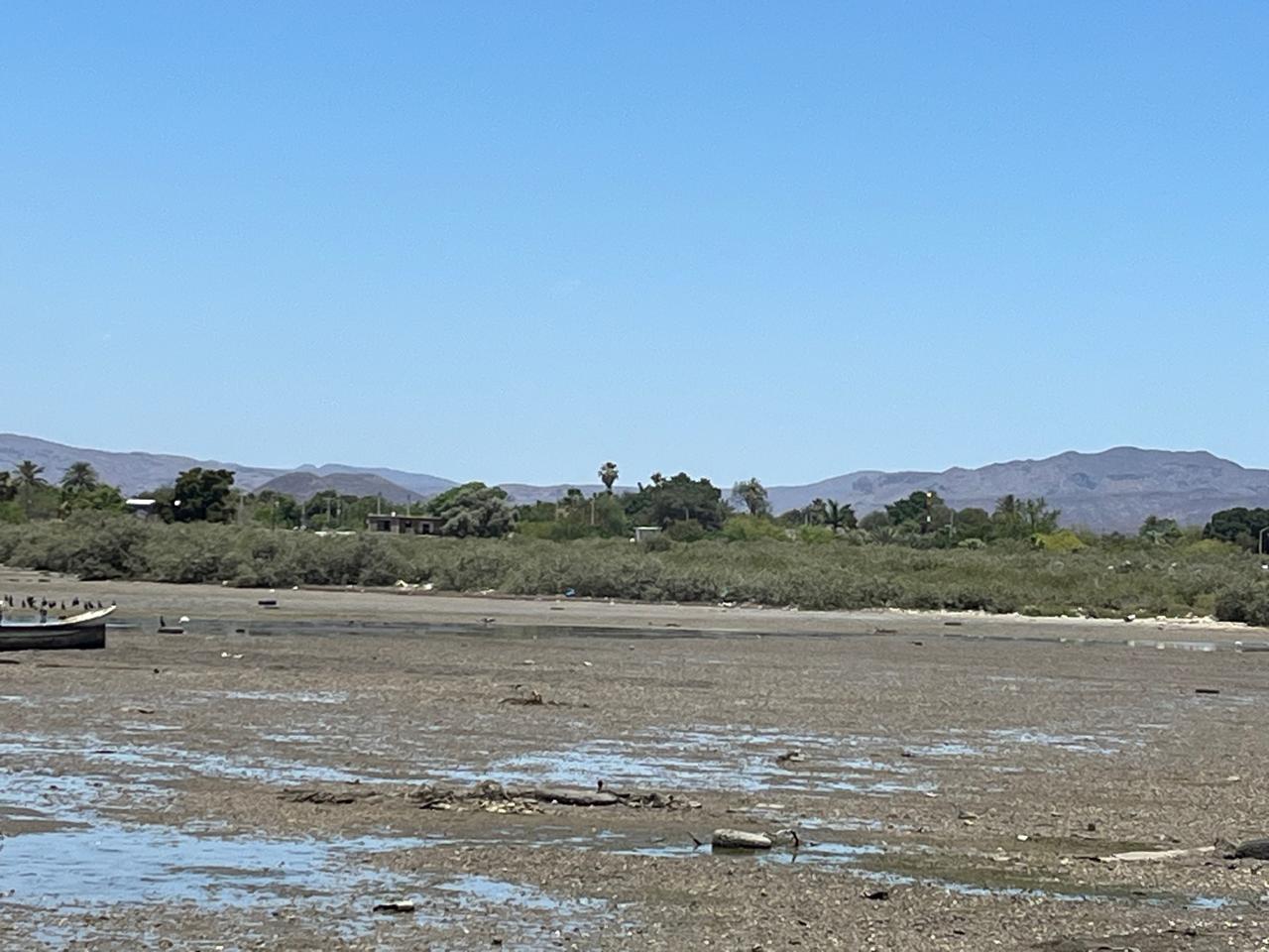Buscan que manglares en Empalme sean área de reserva ecológica