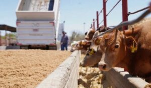 Mantener sanidad ganadera es clave para reactivar exportaciones a EU: Sader Sonora
