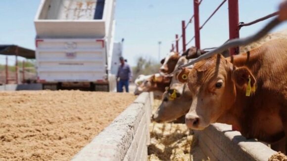 Mantener sanidad ganadera es clave para reactivar exportaciones a EU: Sader Sonora