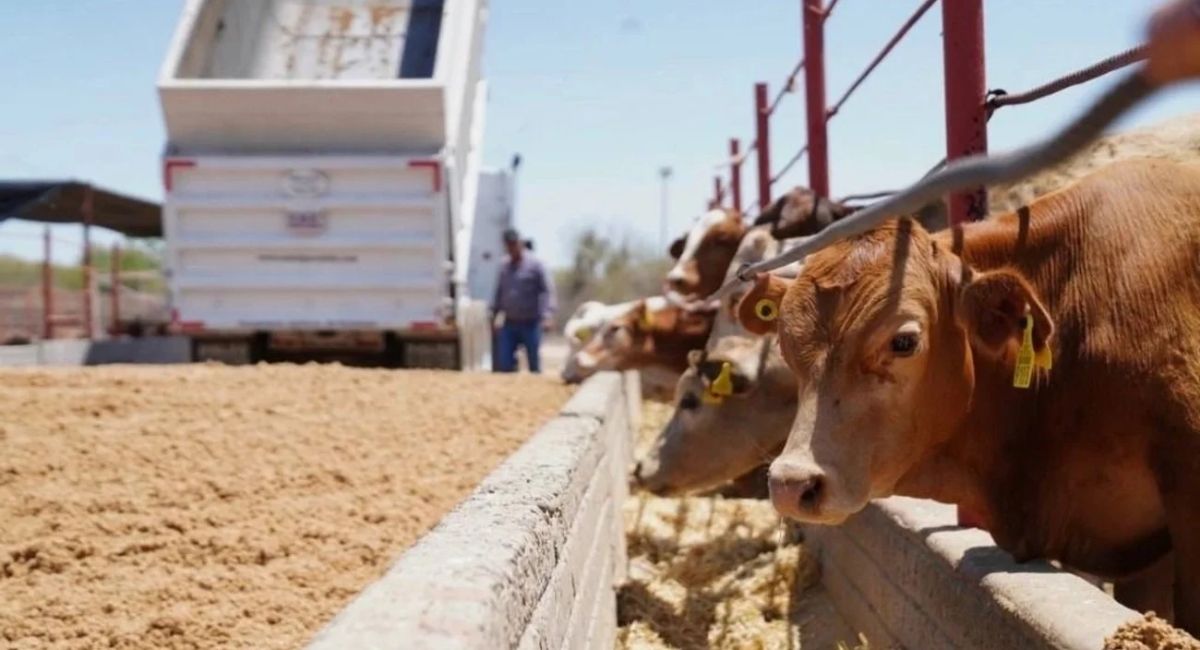 Mantener sanidad ganadera es clave para reactivar exportaciones a Estados Unidos: Sader Sonora