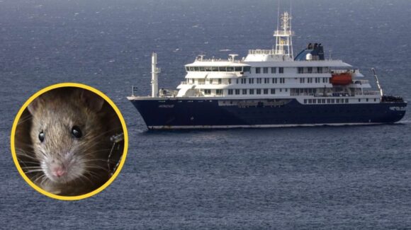 Brote de hantavirus en crucero: Evacuarán a tres enfermos graves a Países Bajos