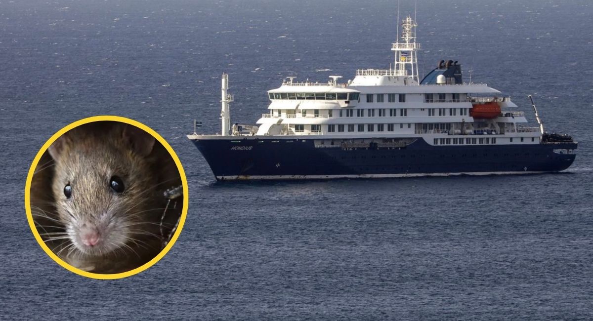 Evacúan a tres infectados por hantavirus del crucero MV Hondius rumbo a Países Bajos