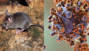 OMS informa sobre el hantavirus: Asegura que riesgo de propagación sigue siendo “absolutamente bajo”