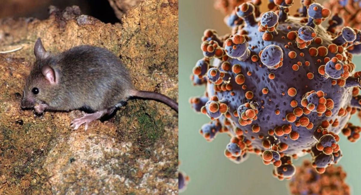 OMS descarta riesgo elevado por hantavirus