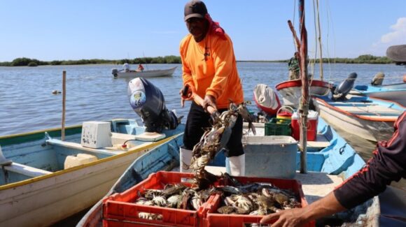 Pescadores de Guaymas y Empalme apuestan por temporada de jaiba