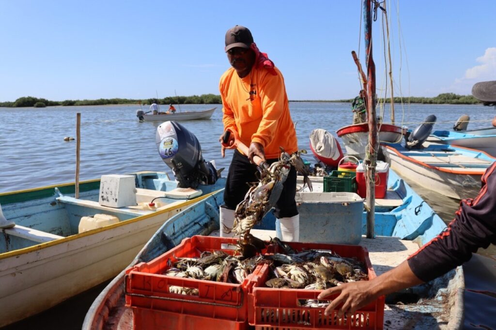 Pescadores de Guaymas y Empalme apuestan por temporada de jaiba