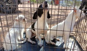 Animalistas urgen centro de atención ante sobrepoblación canina en Empalme