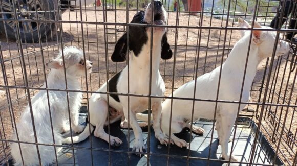 Animalistas urgen centro de atención ante sobrepoblación canina en Empalme