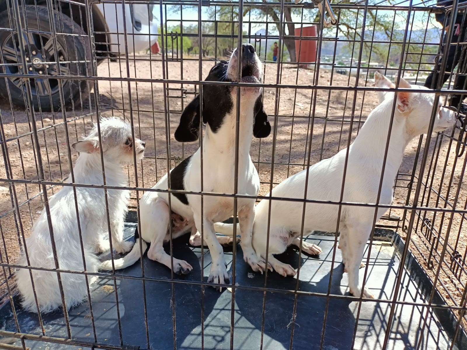Animalistas urgen centro de atención ante sobrepoblación canina en Empalme