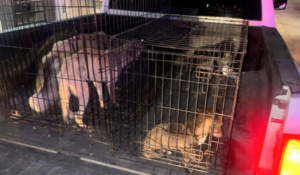 Rescatan cuatro perros por maltrato en Navojoa y Empalme tras cateos de AMIC