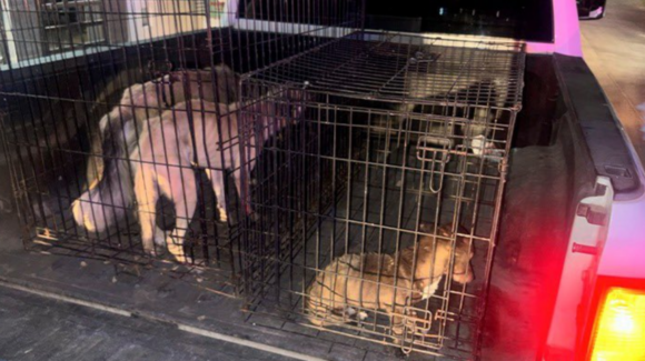 Rescatan cuatro perros por maltrato en Navojoa y Empalme tras cateos de AMIC