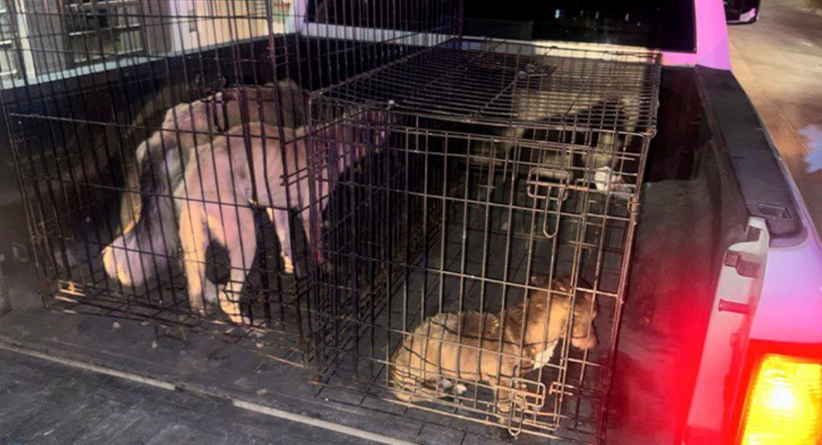 Rescatan cuatro perros por maltrato en Navojoa y Empalme tras cateos de AMIC