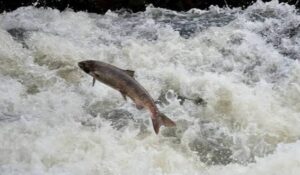 Sequías e inundaciones causan muerte de salmones en su proceso de migración