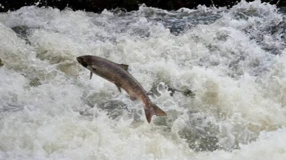 Sequías e inundaciones causan muerte de salmones en su proceso de migración