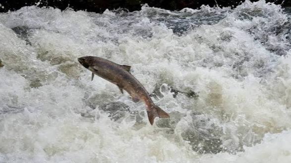 Sequías e inundaciones causan muerte de salmones en su proceso de migración.