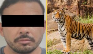 Cae en Nuevo León presunto líder de célula del Cártel del Noroeste; aseguran drogas y 7 tigres
