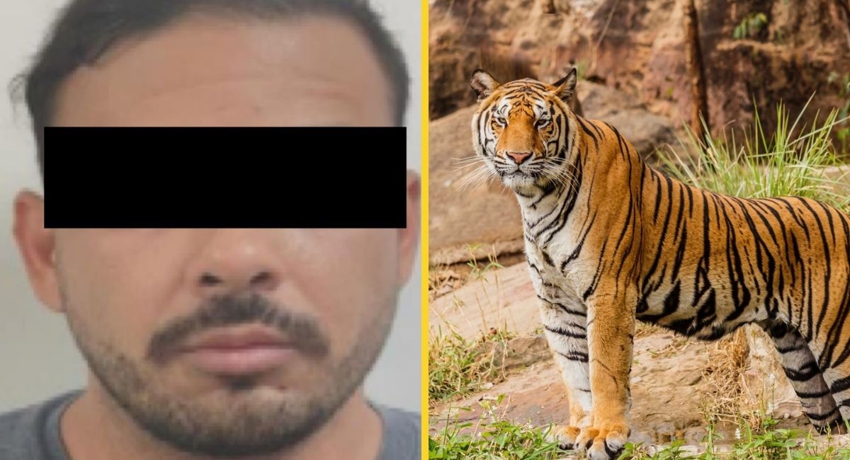 Operativo en Nuevo León deja detenido a presunto líder criminal y aseguran 7 tigres