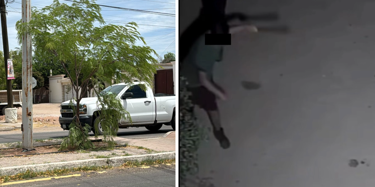 Vandalizan árboles reforestados en Navojoa, ecologistas piden sanciones