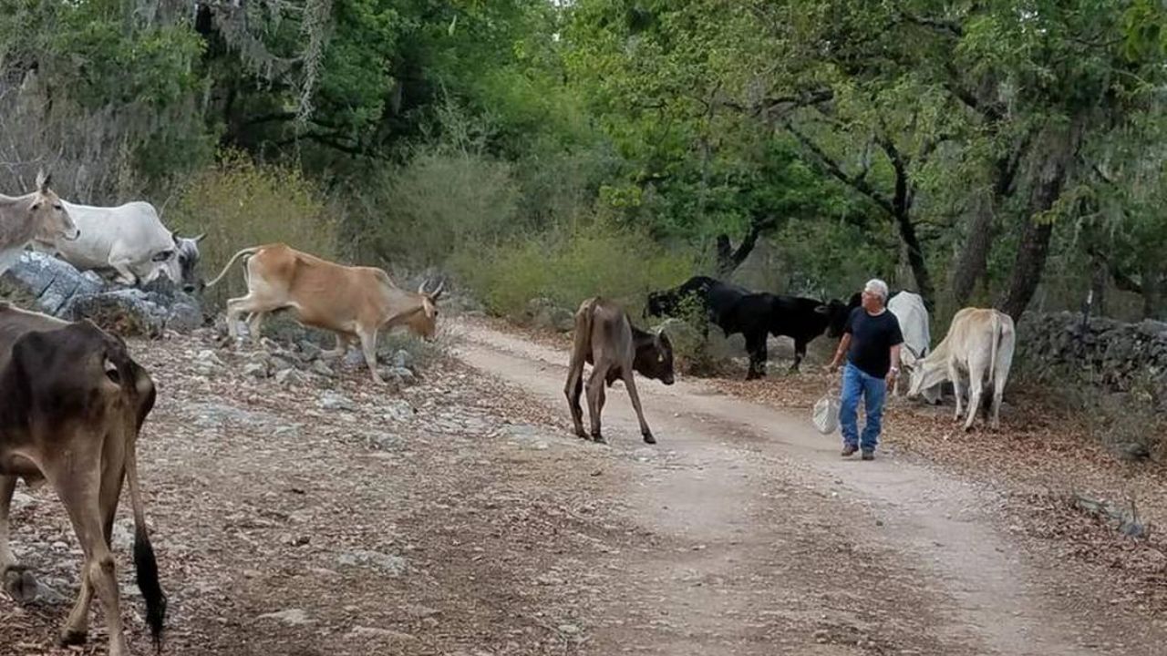 Mortandad de ganado enciende los ‘focos rojos’ en el valle de la región