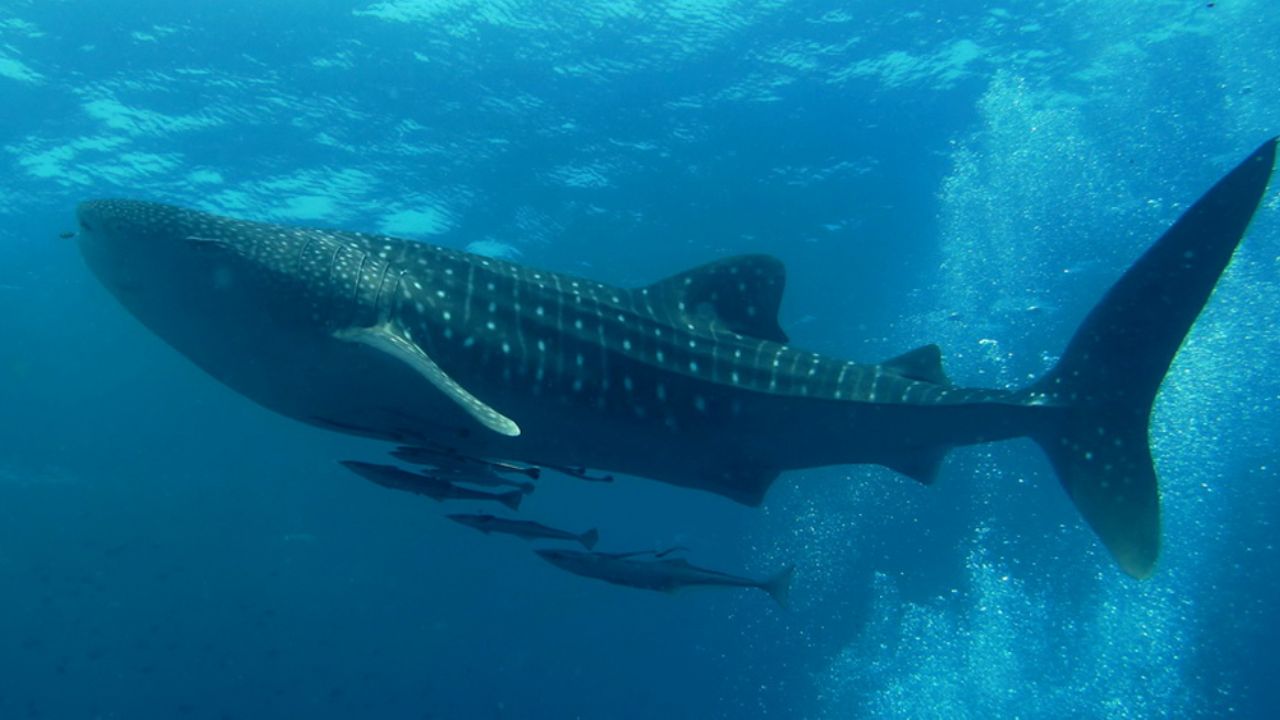 Continuarán avistamientos de ballenas en la región de playas de Miramar y San Carlos