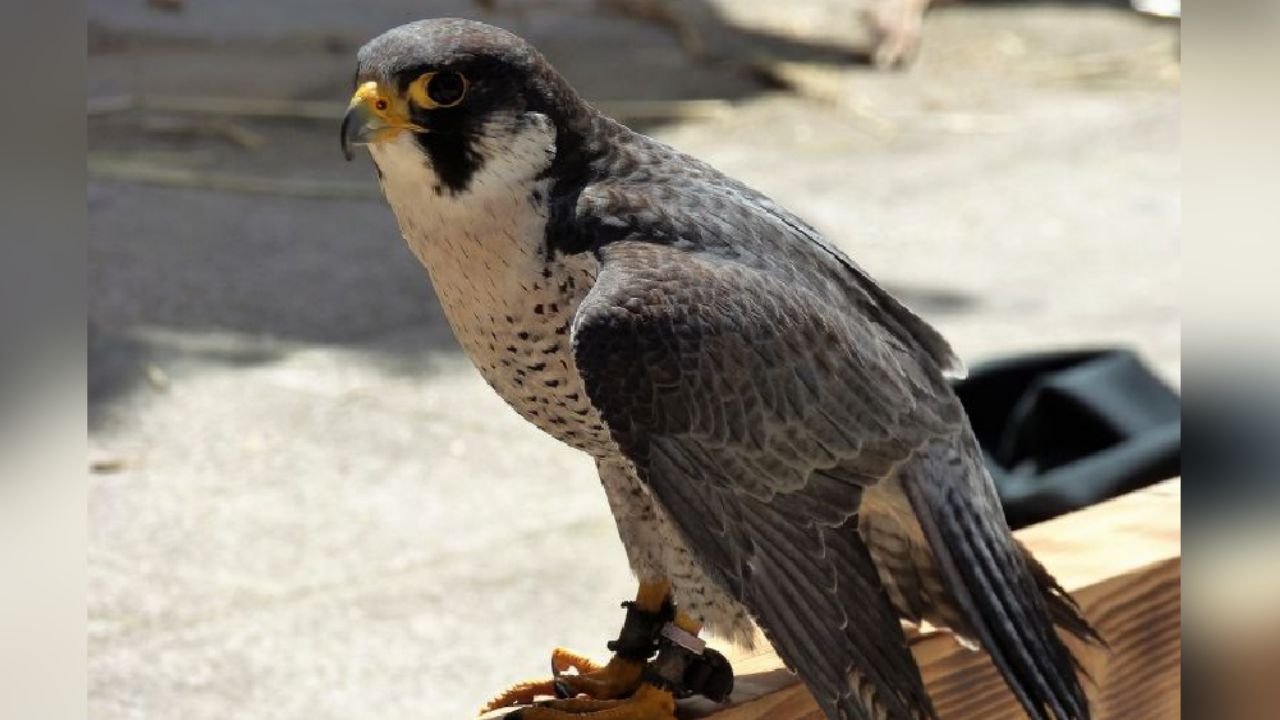 Uso de pirotecnia provoca la muerte de halcón peregrino en Veracruz