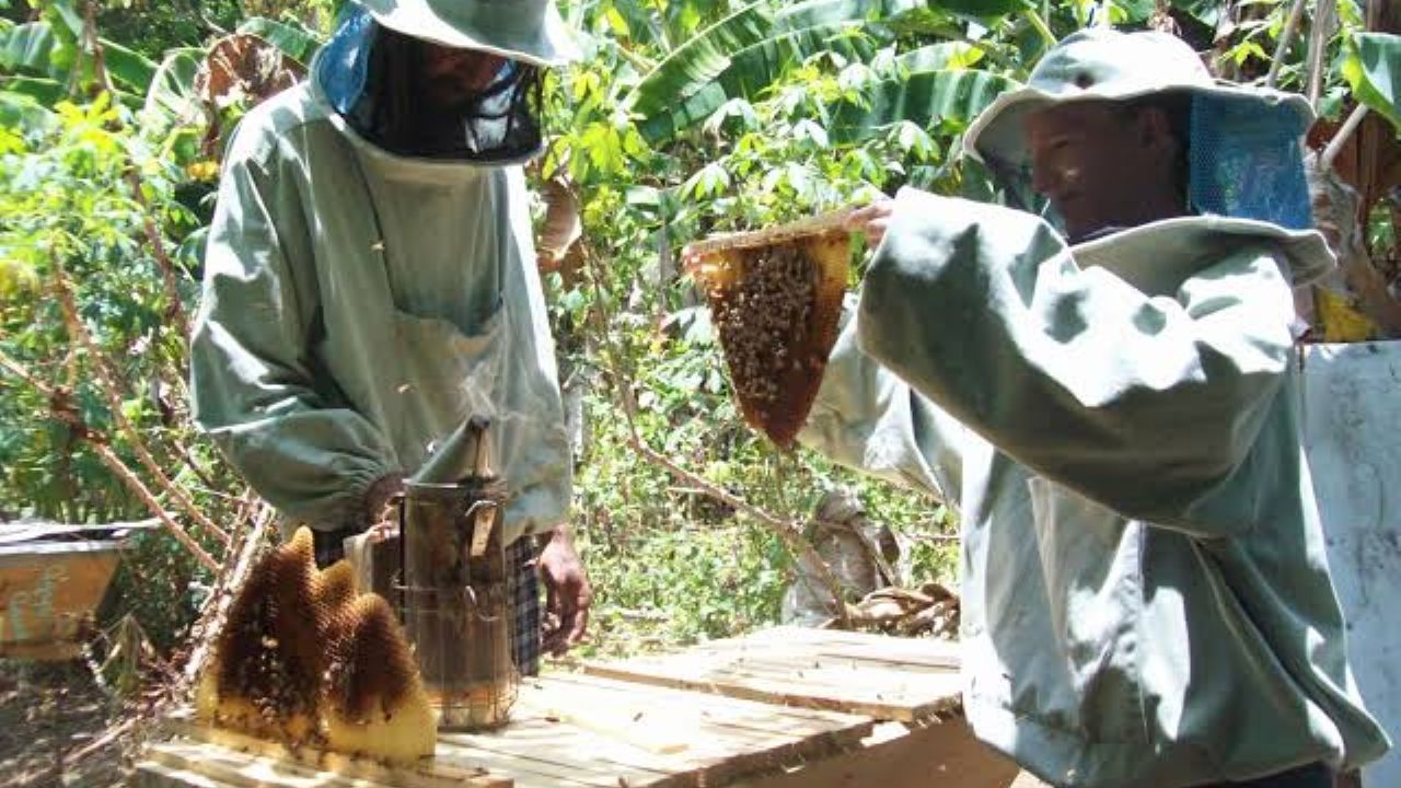 Apicultores sonorenses unen fuerzas para consolidar sus exportaciones