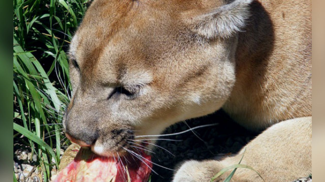 Pumas son sacrificados por comer restos humanos en el Cañón de Pima