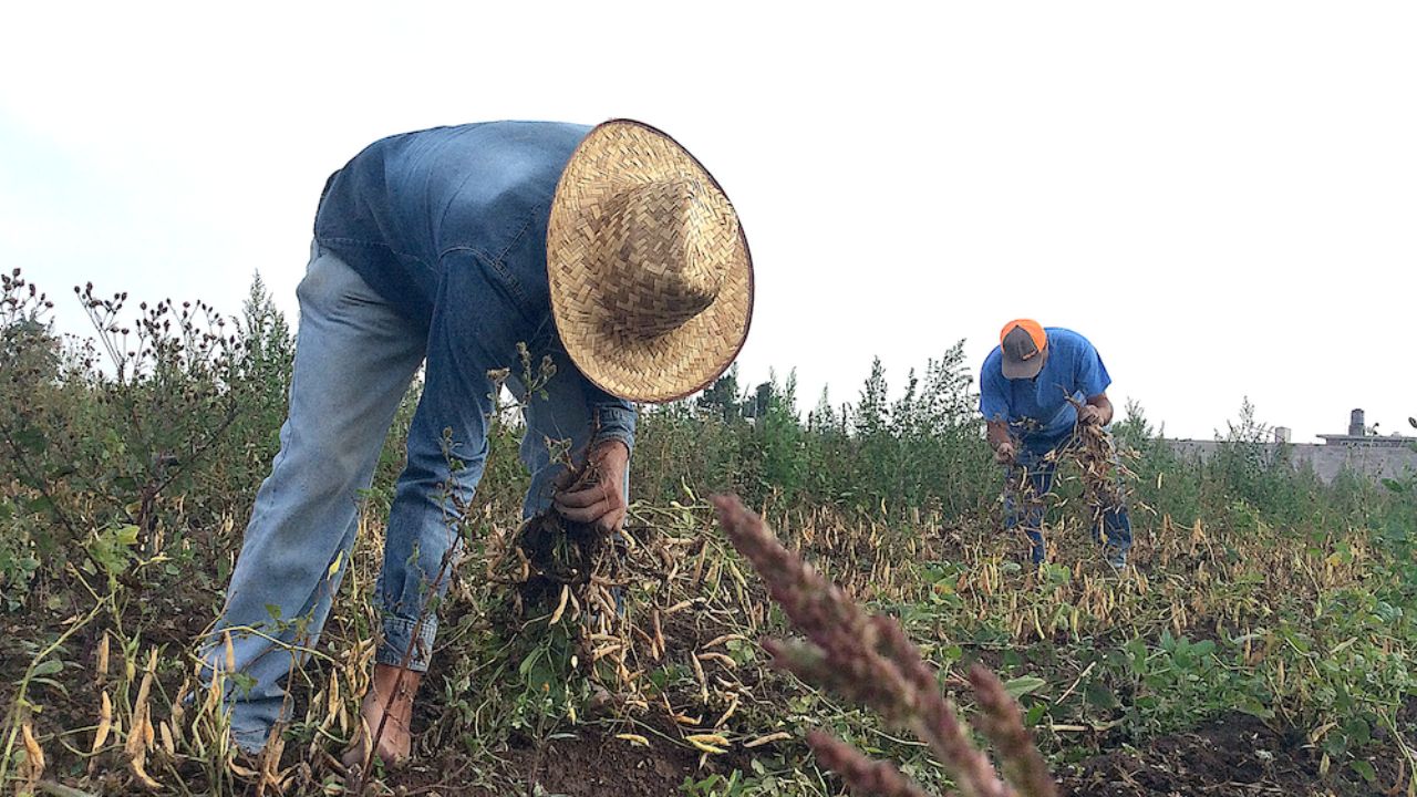 Sader impulsa un nuevo modelo productivo para el cultivo de frijol