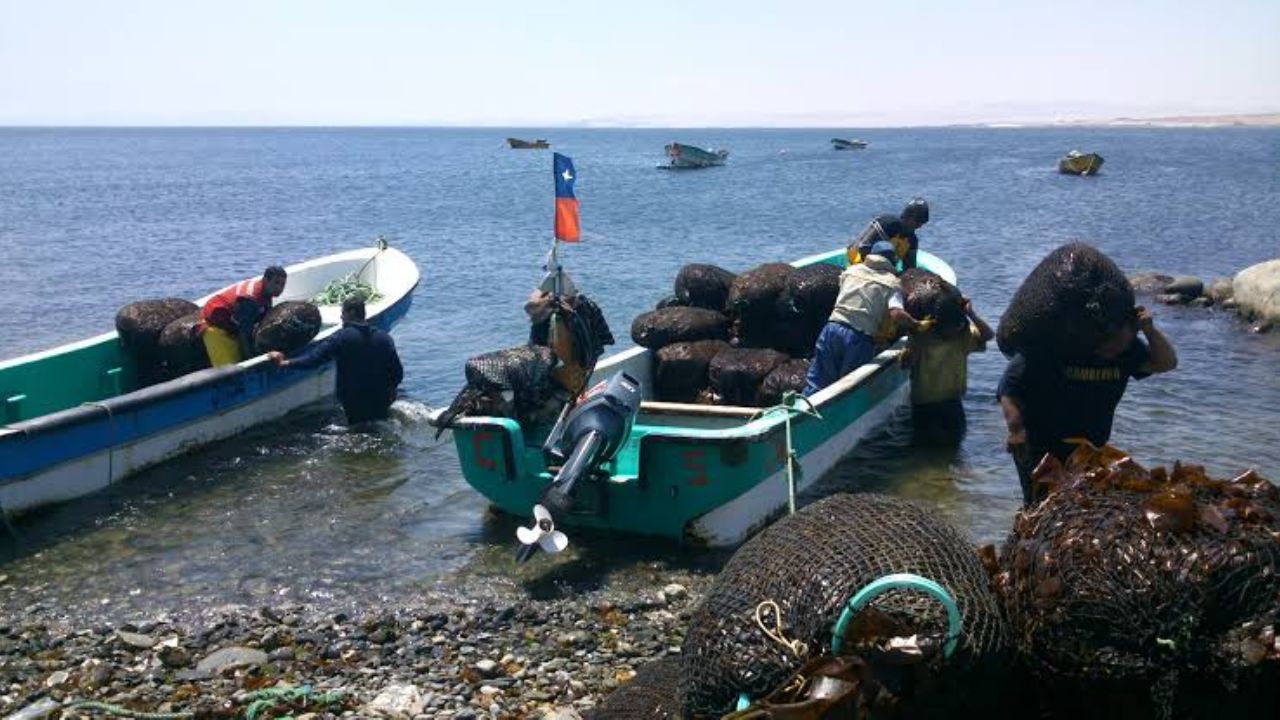 Baja California destaca en la captura del erizo de mar a nivel nacional