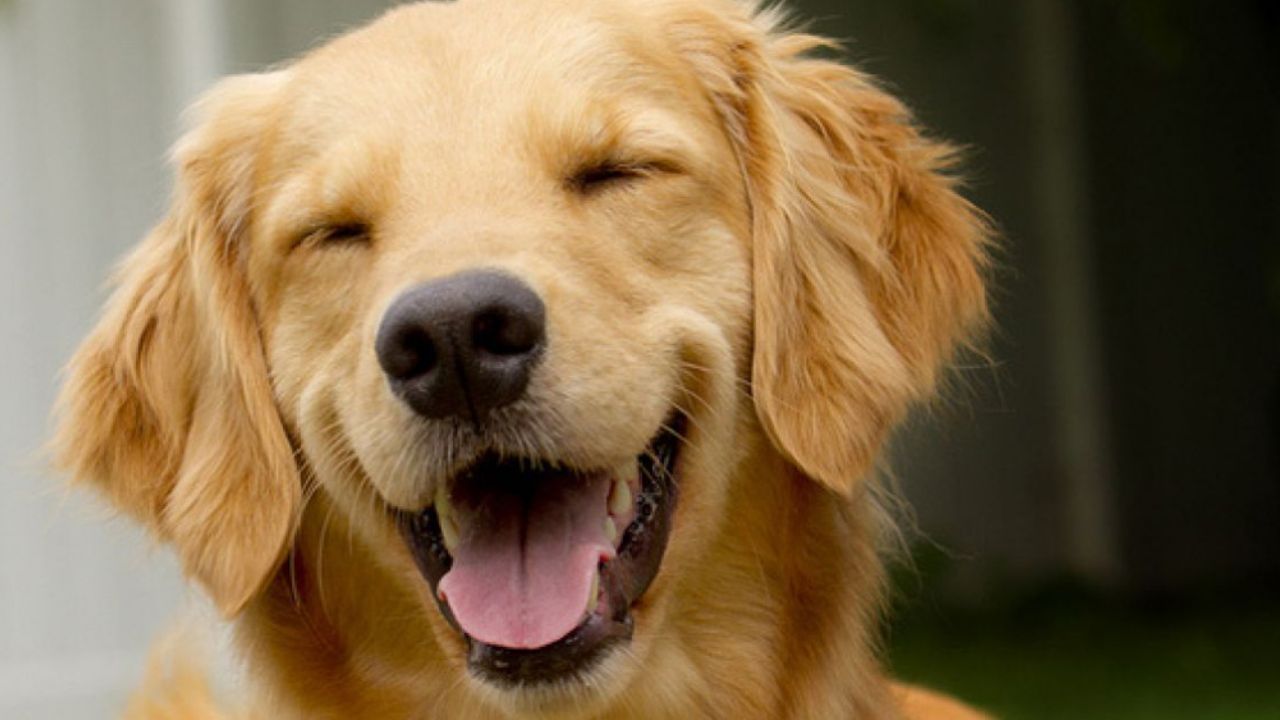 VIDEO: Perro se venga de su amo por la pirotecnia de las fiestas decembrinas