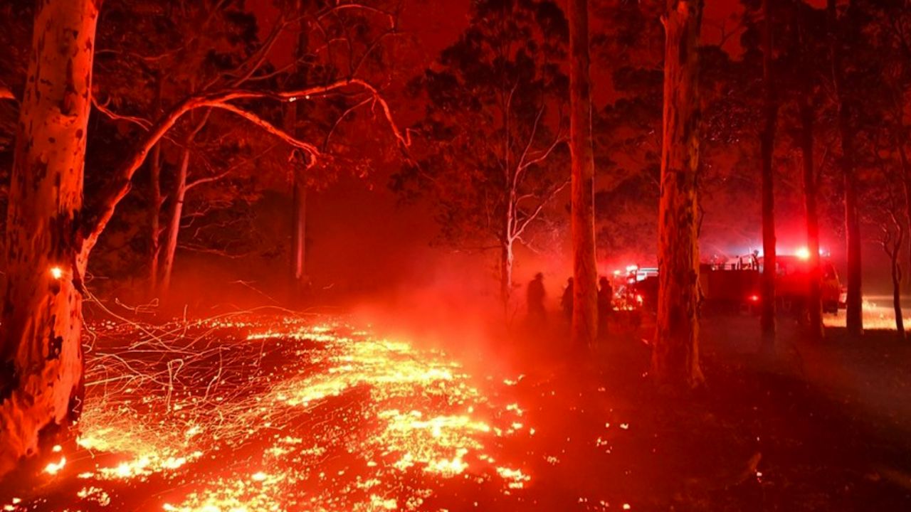 Millones de animales han muerto tras devastadores incendios en Australia