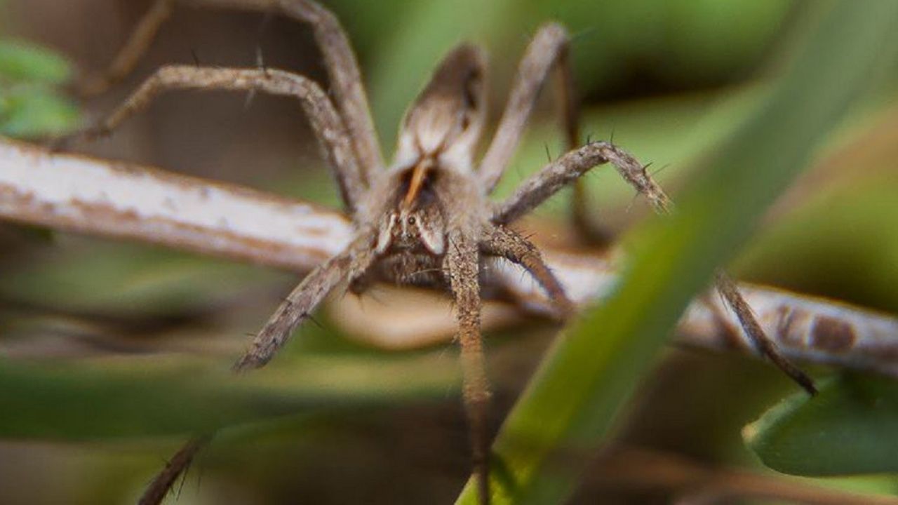 FOTO: ¡Alucinante! Araña pisaura caza a pez dorado en Sudáfrica