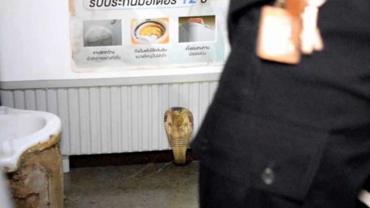 Anciano sale disparado de la ducha al hallar a peligroso intruso en el baño