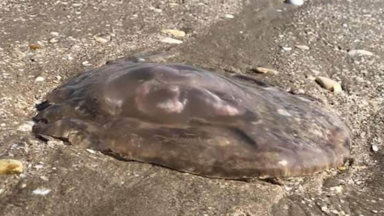 ¡Precacución! Aparición de medusas preocupa a autoridades de Tamaulipas