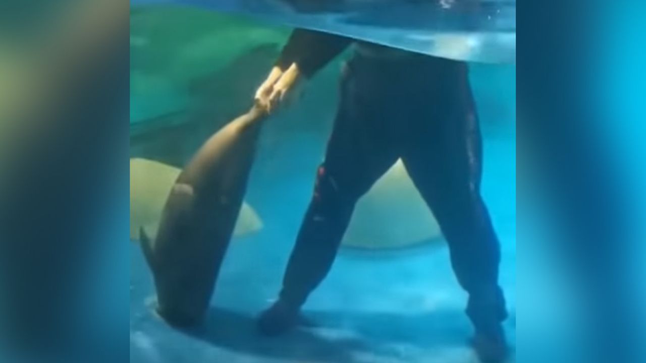 VIDEO: Focas hacen de todo para salvar a su amiga atorada en el drenaje