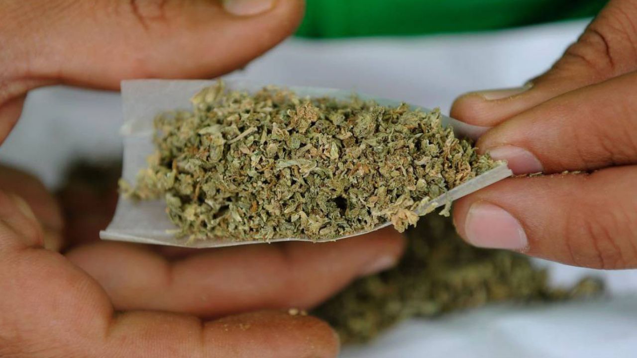 El Senado se prepara para decidir el futuro de la marihuana en México