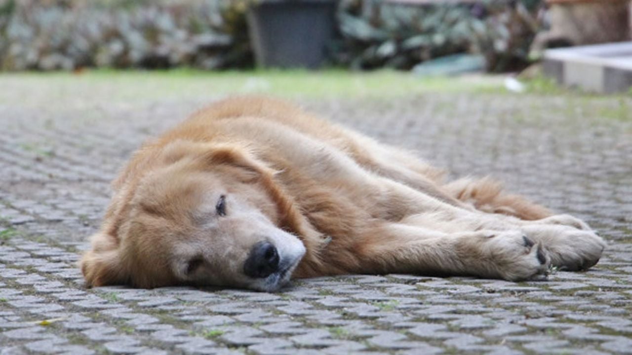 Drogar perros, la nueva estrategia para robar casas que alarma en CDMX