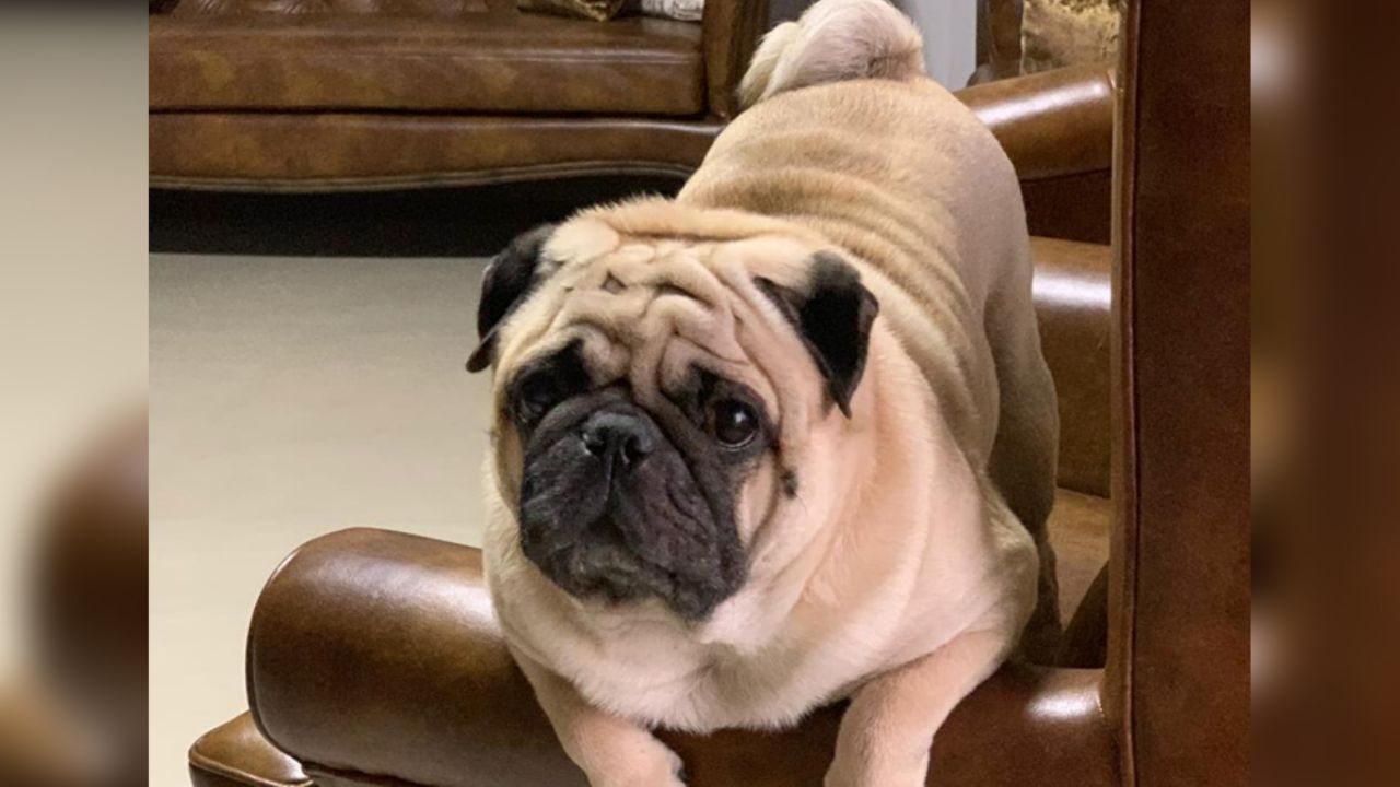 Radiografía de pug se viraliza en Internet por causar terror en usuarios