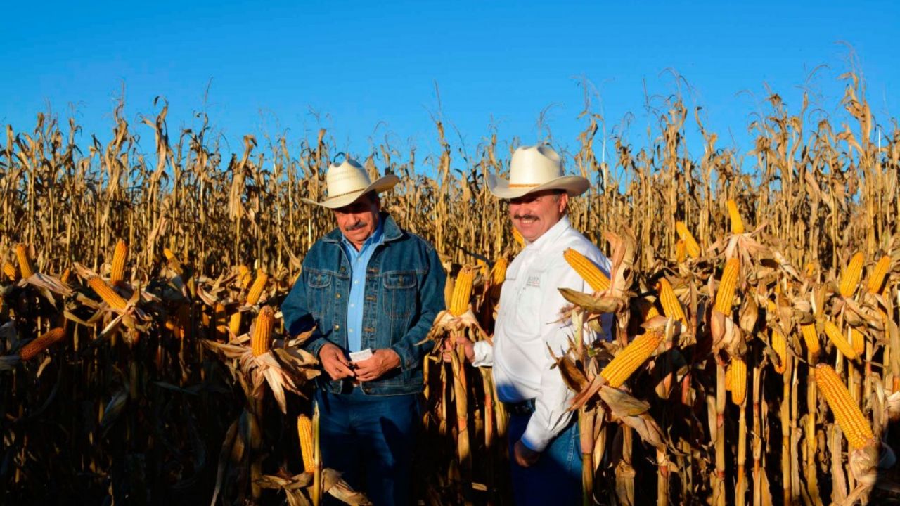 Sader y Cimmyt desarrollan 158 ensayos de maíz nativo y cultivos de milpa