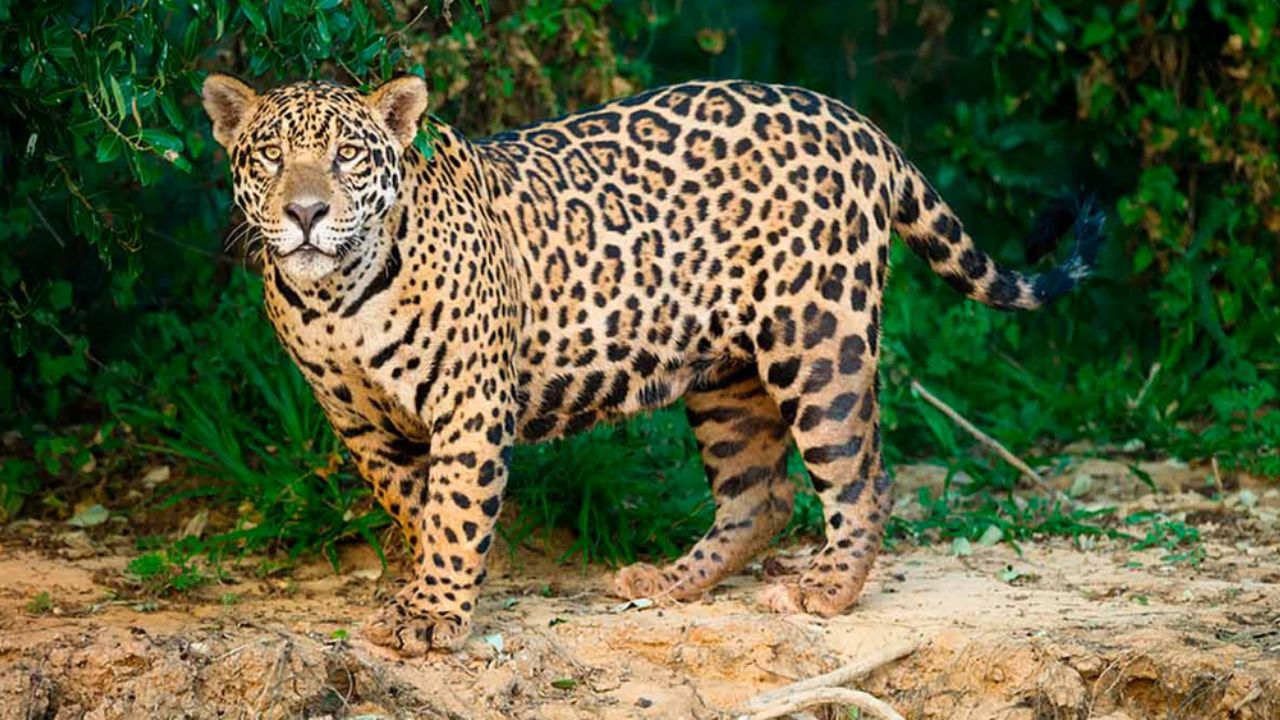 Jaguar ataca a mujer que quería selfie con él; su brazo podría ser amputado