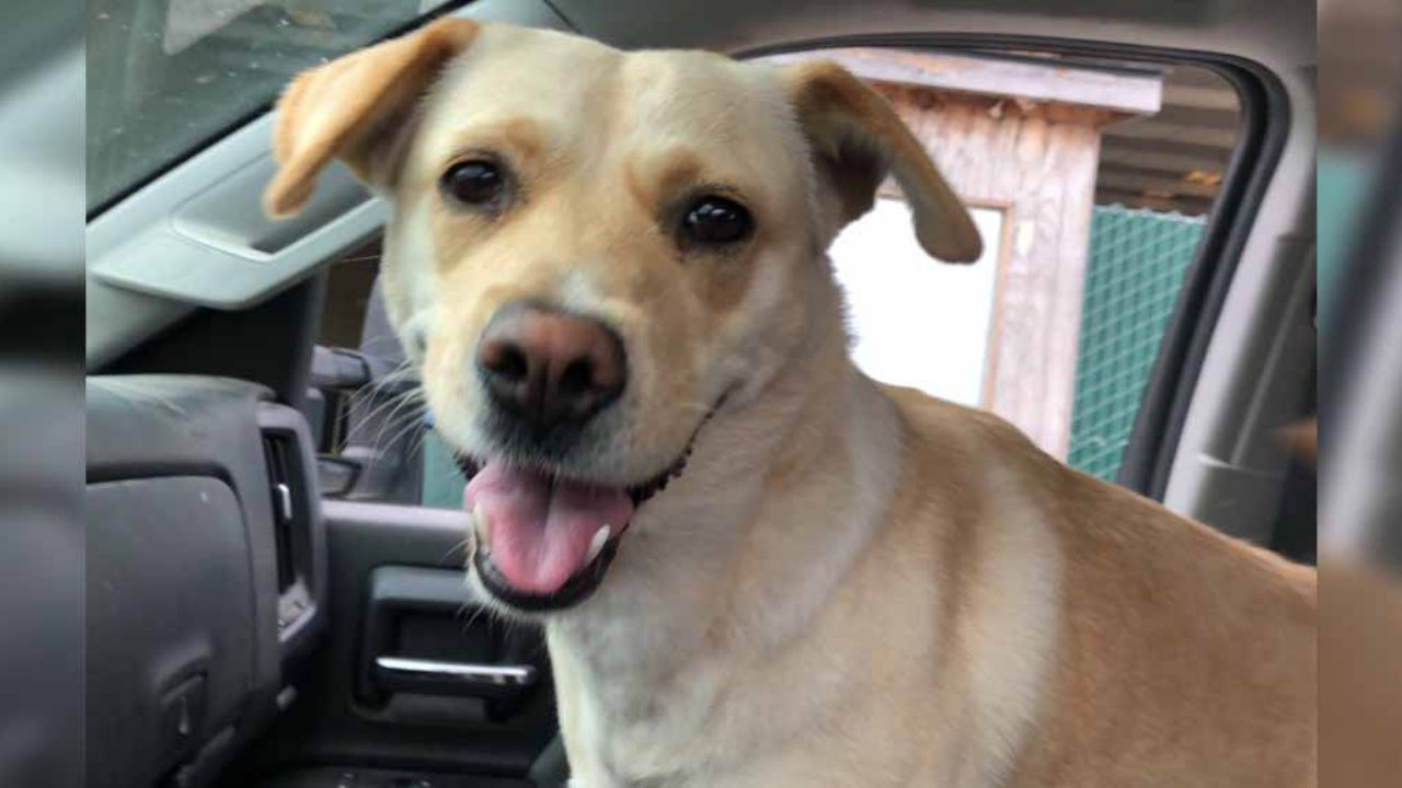 Hallan muerta a Bella, perrita raptada y por cuyo rescate ofrecían 10 mil dólares