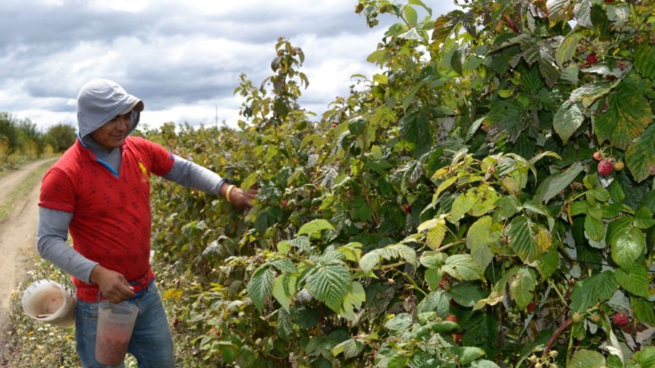 Baja California, en tercer lugar a nivel nacional en producción de berries