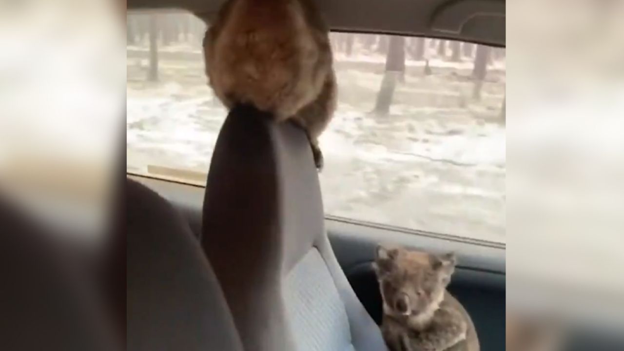 VIDEO: Koalas son rescatados de los incendios en Australia por jóvenes