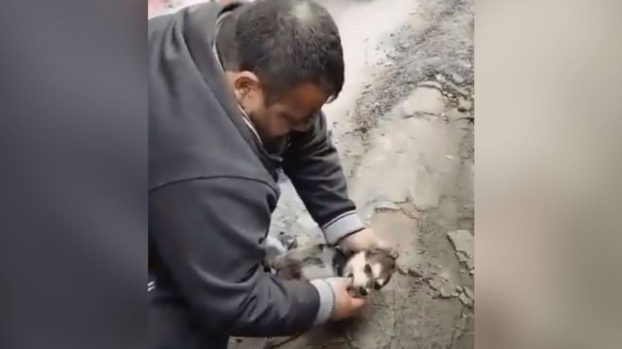 VIDEO: Hombre salva la vida de cachorro que sufrió paro cardíaco